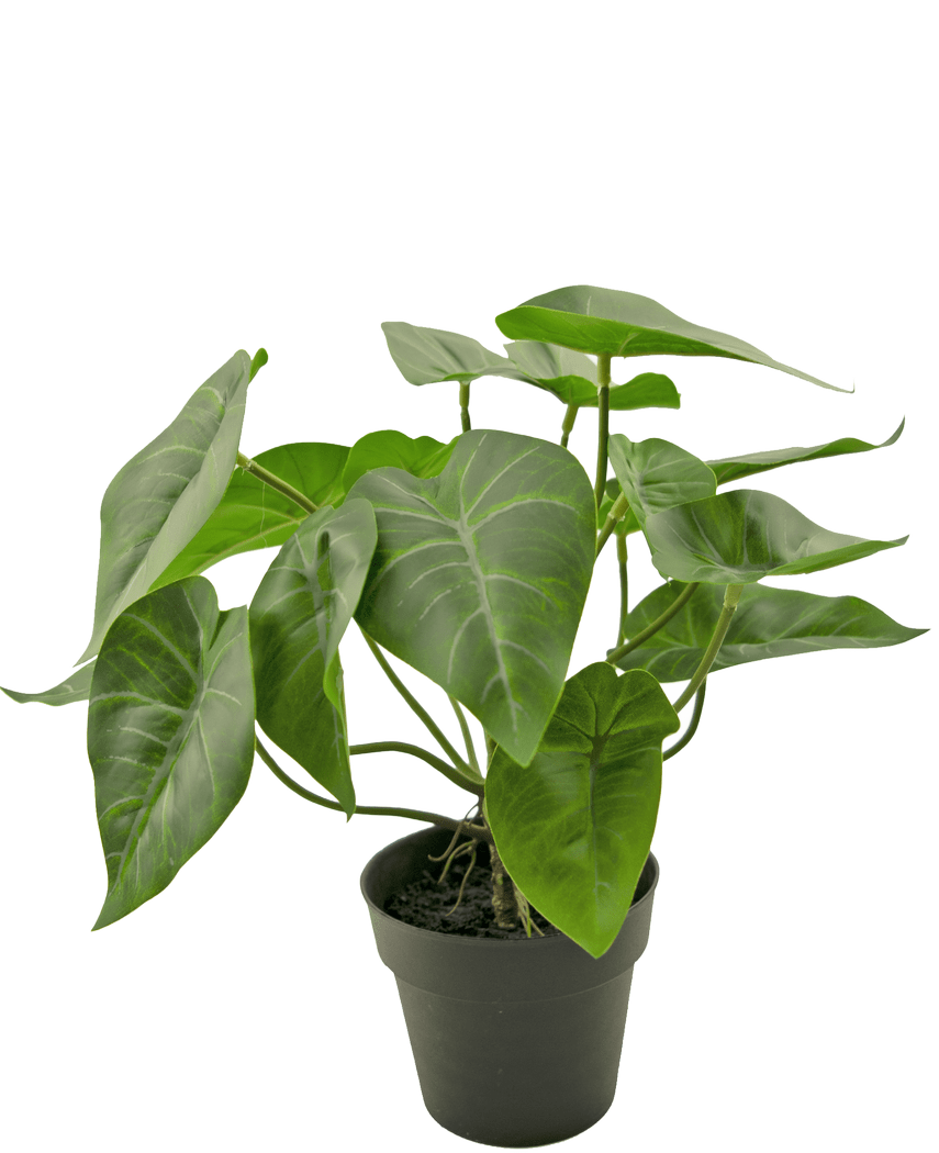 La Plante Artificielle Cygne 27 cm est une plante en pot avec de grandes feuilles vertes en forme de cœur avec des nervures claires proéminentes, dans un simple pot noir sur un fond blanc uni.