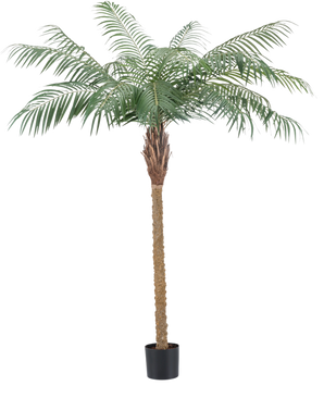 La plante artificielle Phoenix Palm De Luxe 180 cm a des feuilles vert clair et un tronc marron texturé dans un petit pot noir et apporte une atmosphère tropicale à n'importe quelle pièce.