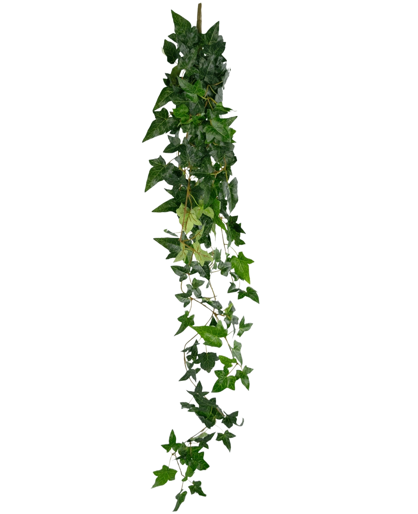 La plante suspendue artificielle Lierre Boston 120 cm vert possède un long brin de lierre vert artificiel avec des feuilles denses et pointues qui tombent sur un fond blanc uni.