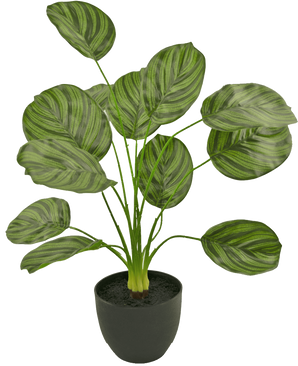 Le Calathea artificiel 58 cm vert foncé est une plante artificielle aux grandes feuilles ovales rayées vert foncé, présentées dans un pot noir sur un fond blanc uni.