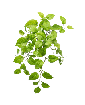 L'arbuste Pothos artificiel Deluxe 60 cm a des feuilles ovales d'un vert vif sur des tiges traînantes, ressemblant à une plante pothos, élégamment exposées sur un fond blanc uni.