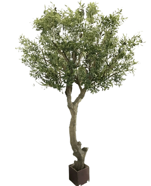 L'olivier artificiel sans olives 270 cm a un tronc épais et rotatif et des feuilles vertes luxuriantes dans un pot. Facile à entretenir et parfait pour n’importe quel intérieur, représenté sur un fond blanc uni.