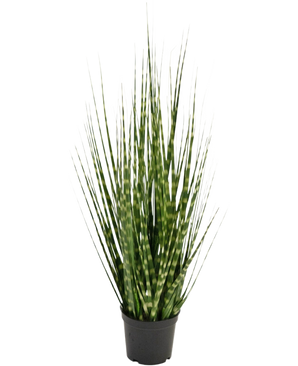 La branche d'oignon zèbre de gazon artificiel est une plante artificielle ignifuge de 56 cm avec de longues feuilles vertes étroites et des rayures vert clair, qui se tient debout dans un petit pot noir sur un fond blanc.