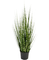 La branche d'oignon zèbre de gazon artificiel est une plante artificielle ignifuge de 56 cm avec de longues feuilles vertes étroites et des rayures vert clair, qui se tient debout dans un petit pot noir sur un fond blanc.