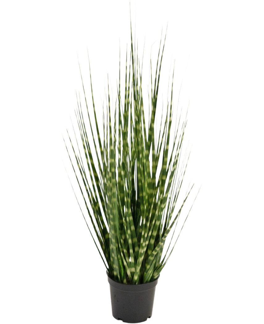 La branche d'oignon zèbre de gazon artificiel est une plante artificielle ignifuge de 56 cm avec de longues feuilles vertes étroites et des rayures vert clair, qui se tient debout dans un petit pot noir sur un fond blanc.
