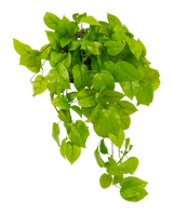 L'arbuste Pothos artificiel Deluxe 90 cm UV possède des feuilles vertes vibrantes en forme de cœur qui tombent en cascade sur un fond blanc uni.
