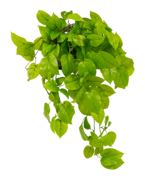 L'arbuste Pothos artificiel Deluxe 90 cm UV possède des feuilles vertes vibrantes en forme de cœur qui tombent en cascade sur un fond blanc uni.