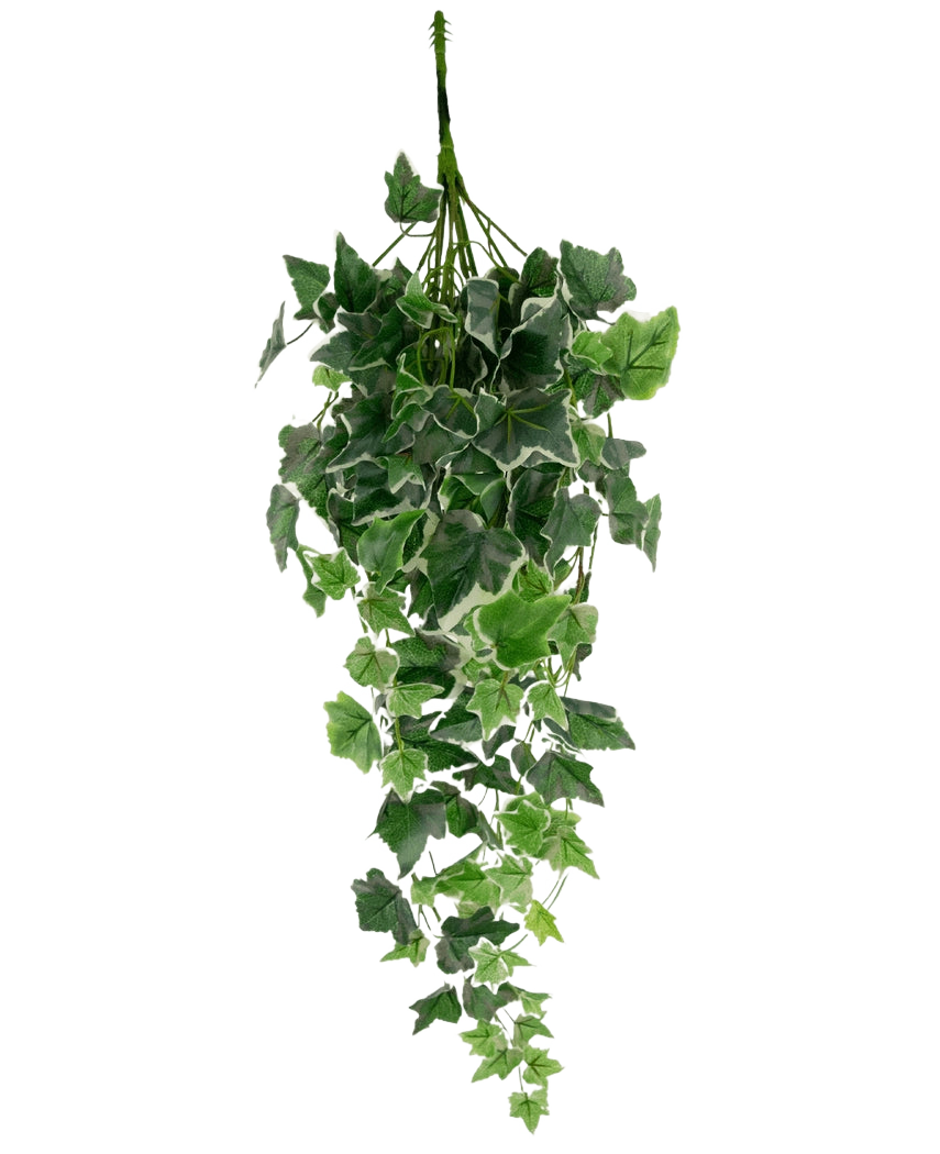 Le Lierre Artificiel 70 cm vert/blanc a des feuilles de lierre artificielles vertes avec des bords blancs, disposées en forme de cascade et disposées sur un fond blanc uni.