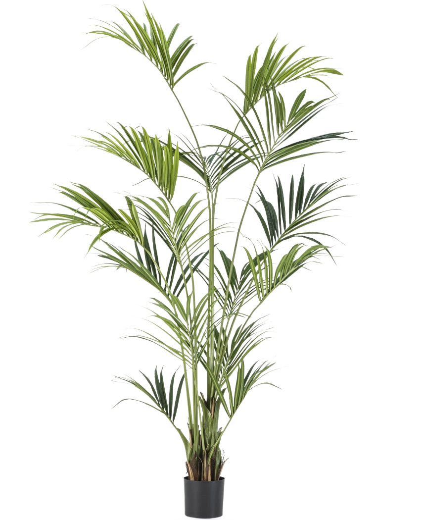 Le palmier Kentia artificiel de 220 cm possède de longues feuilles vertes minces et de multiples troncs qui ajoutent une élégance luxuriante à n'importe quelle pièce. Sur un fond blanc uni, ce grand palmier artificiel apporte une touche tropicale à l'intérieur.