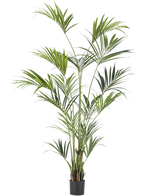 Le palmier Kentia artificiel de 220 cm possède de longues feuilles vertes minces et de multiples troncs qui ajoutent une élégance luxuriante à n'importe quelle pièce. Sur un fond blanc uni, ce grand palmier artificiel apporte une touche tropicale à l'intérieur.