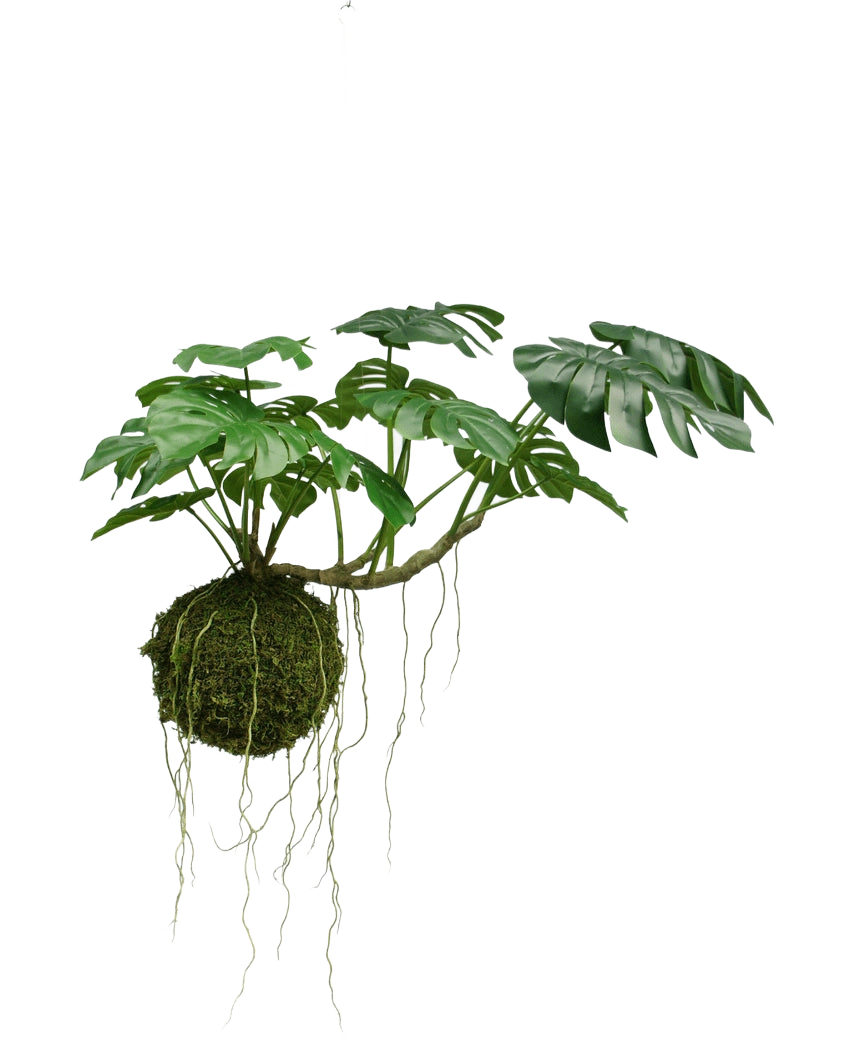 La plante artificielle suspendue Monstera Deluxe 60 cm possède de grandes feuilles vertes et de longues racines suspendues à une boule de mousse, qui crée une ambiance tropicale sur un fond blanc.