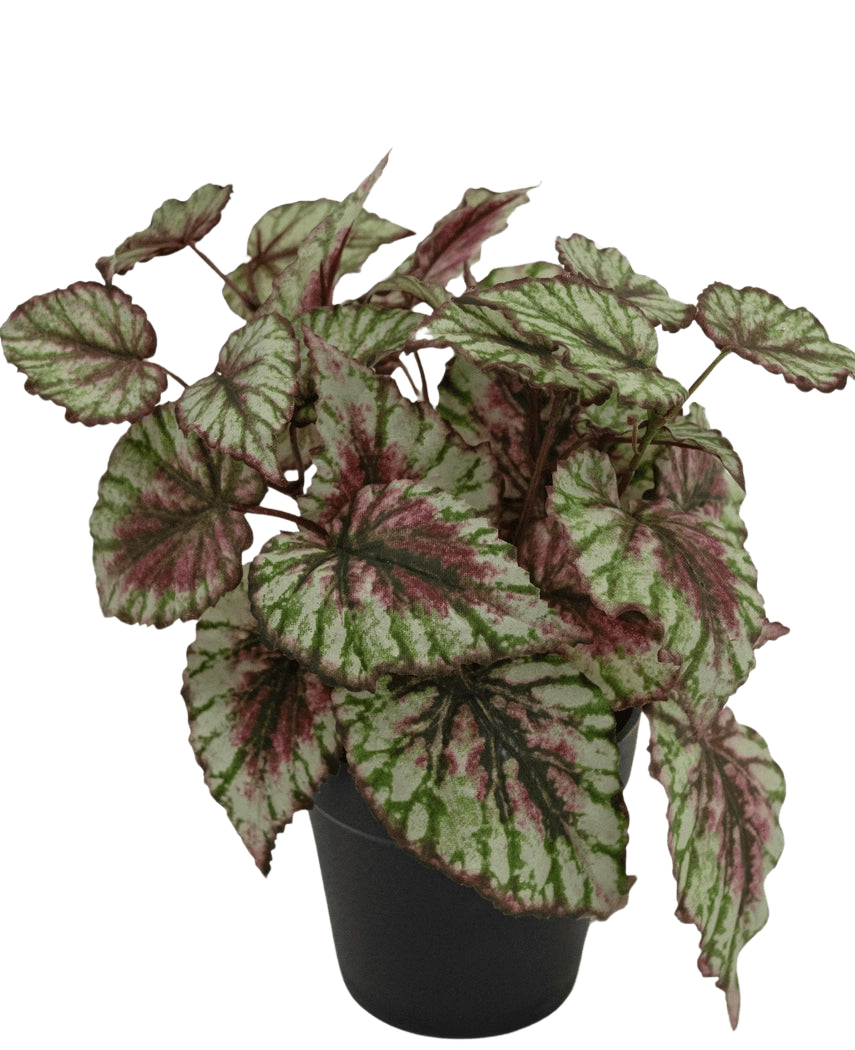La plante Bégonia artificielle en pot de 25 cm possède de grandes feuilles structurées de couleur verte, blanche et rose. Présenté dans un petit pot noir sur fond blanc uni.