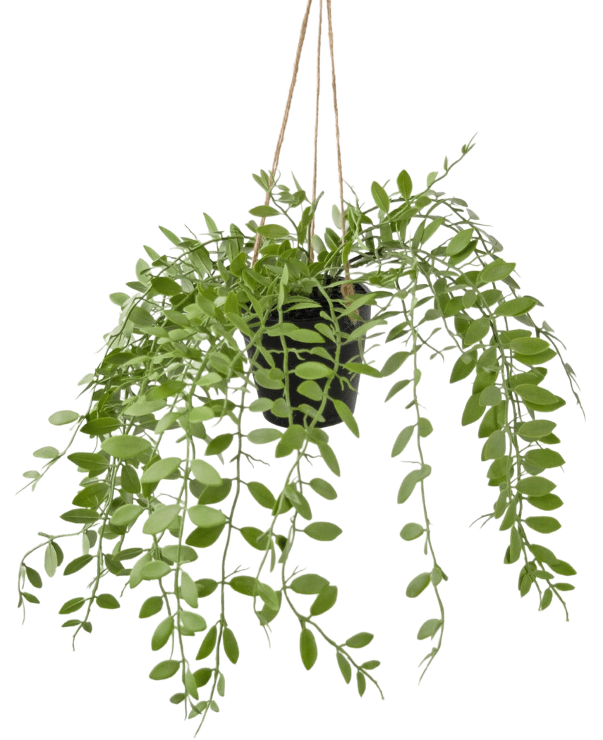 La plante artificielle suspendue Pumila en pot de 30 cm présente des vrilles vertes avec des feuilles ovales, suspendues à trois ficelles sur un fond blanc uni.