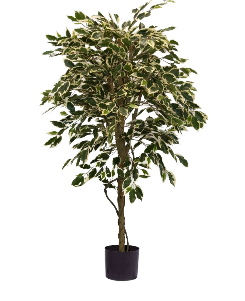 La Plante Artificielle Ficus Panaché 150 cm possède des feuilles colorées vertes et blanches et un tronc torsadé, dans un simple pot noir sur un fond blanc uni.