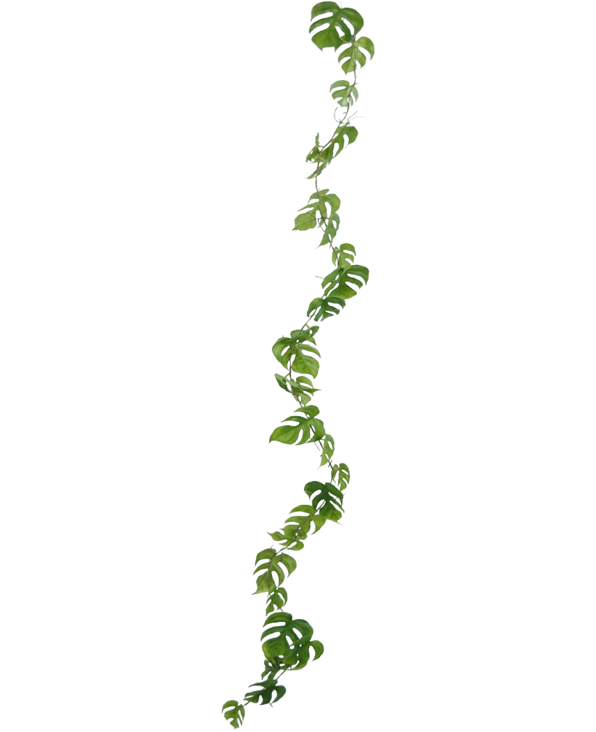 Le Vigne Artificiel Monstera 182 cm est une longue liane artificielle aux feuilles vertes de forme naturelle, qui pend verticalement sur un fond uni clair.