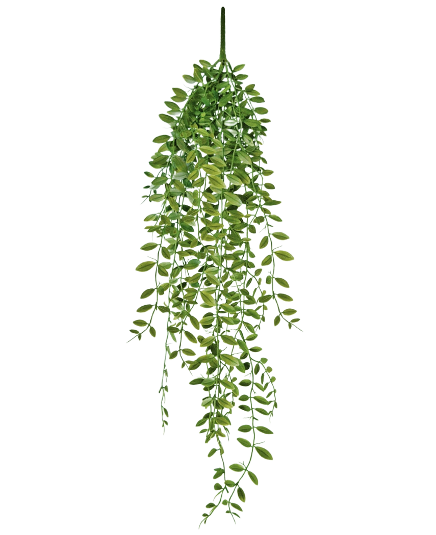 La plante succulente artificielle suspendue de 76 cm a des feuilles vertes et des tiges fines sur un fond blanc uni.