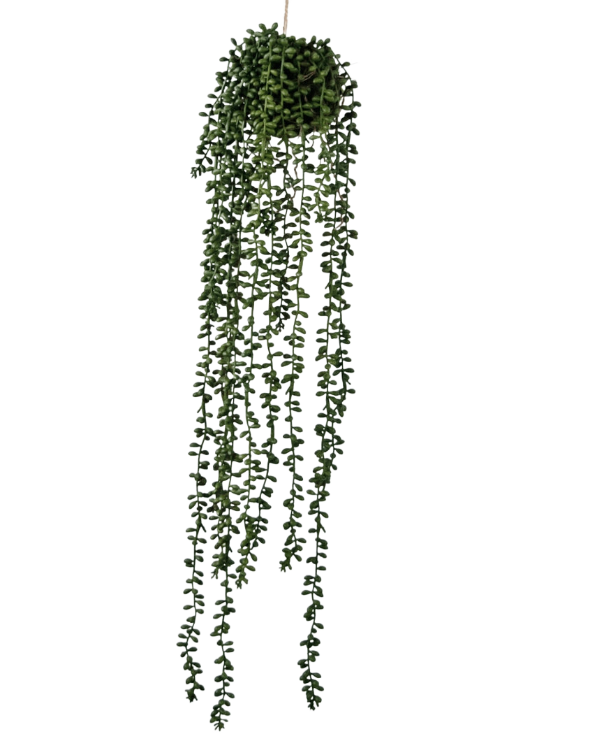 La plante artificielle suspendue Senecio ball 71 cm possède de longues vrilles vertes sinueuses qui émergent d'une grappe ronde au sommet, parfaites pour ajouter de la verdure sur un fond blanc uni.