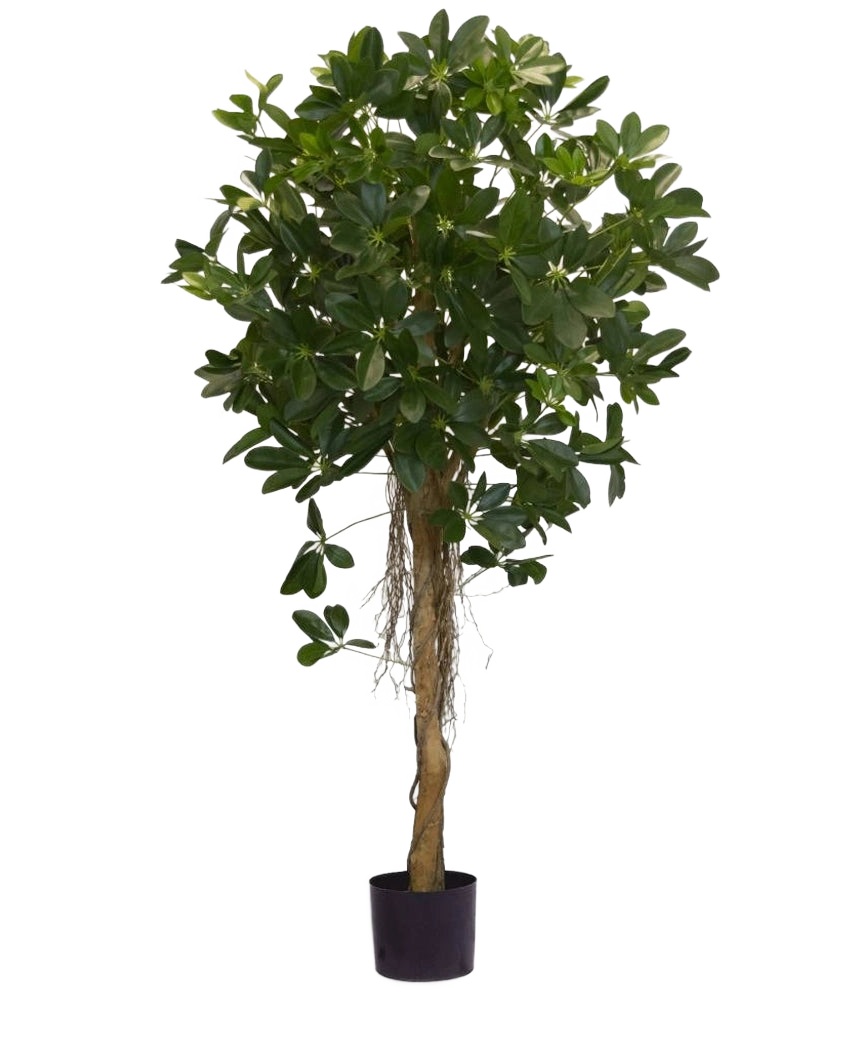 La Plante Artificielle Schefflera petites feuilles 150 cm possède un tronc haut torsadé et des touffes denses de feuilles vert foncé sur un fond uni blanc. Idéal pour ajouter une touche de fraîcheur à votre intérieur ou pour exposer dans des pots décoratifs élégants.