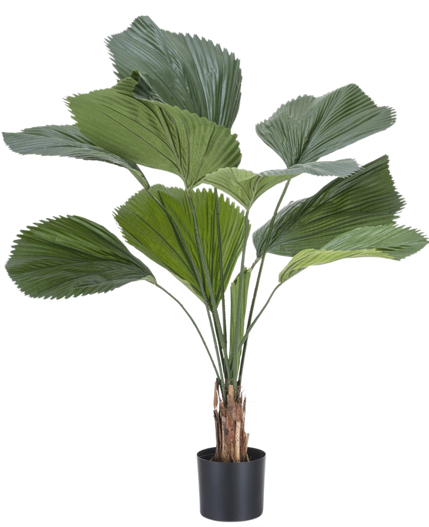 La plante artificielle Lucuala Grandis 120 cm possède de grandes feuilles vertes en forme d'éventail et plusieurs tiges dans un simple pot noir, sur un fond blanc uni.