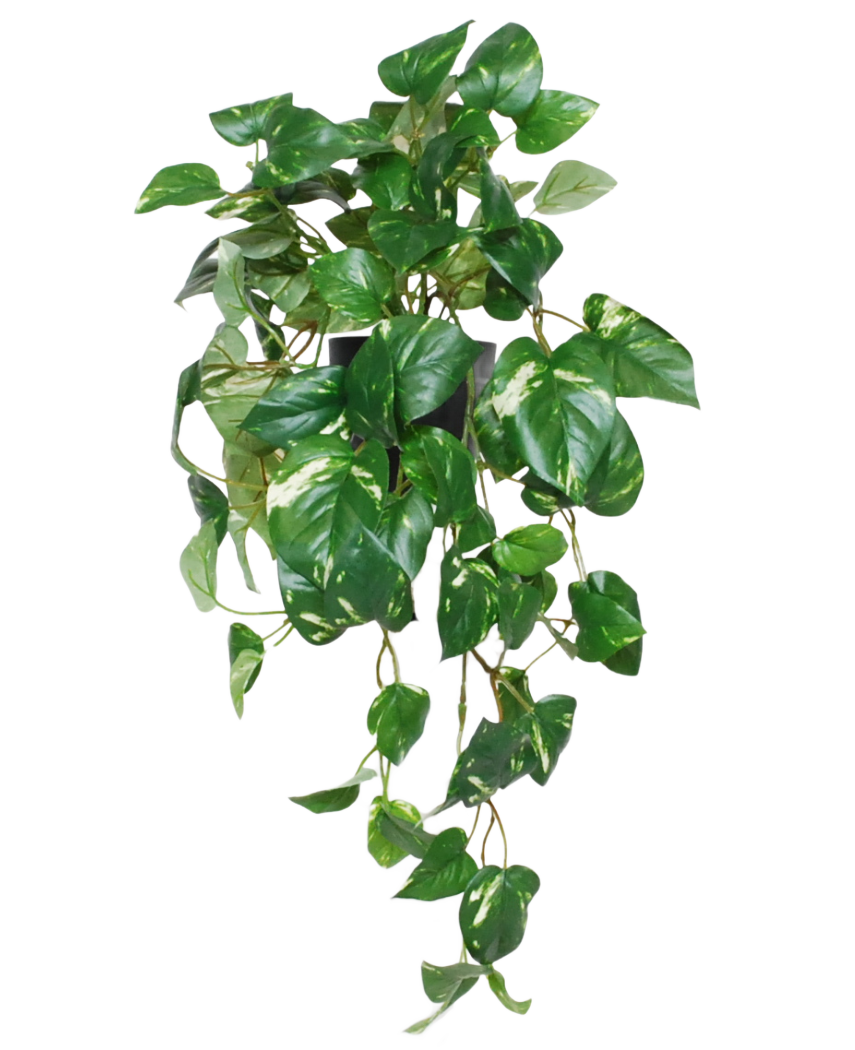 La vigne dorée artificielle suspendue en pot de 50 cm UV présente des feuilles vertes vibrantes en forme de cœur et des vrilles sinueuses dans un pot noir, parfait pour ajouter une touche vibrante à n'importe quel espace.