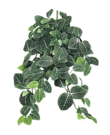 La plante artificielle suspendue Fittonia Vert-blanc 70 cm possède des feuilles luxuriantes et pendantes vert foncé avec des veines blanches frappantes, qui pendent élégamment à plusieurs tiges.