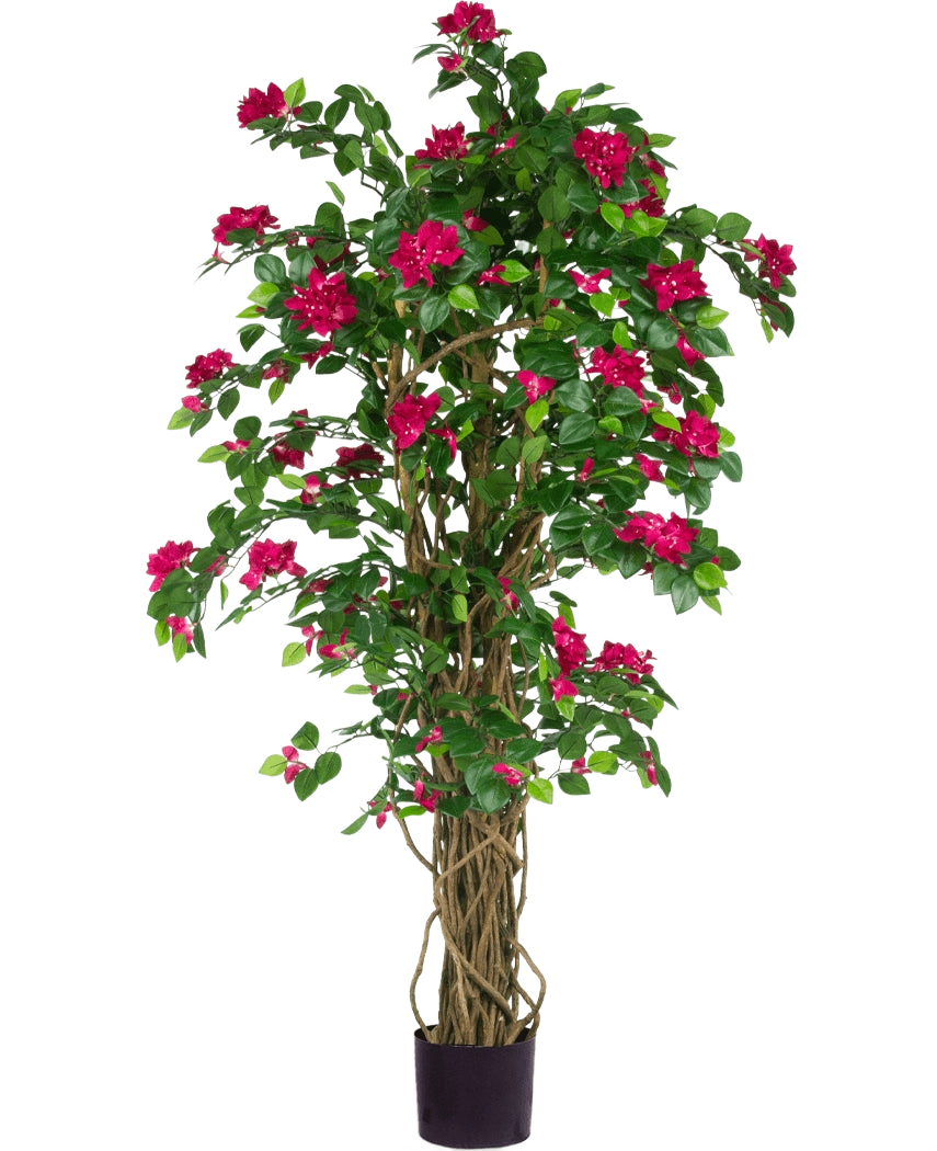 Le bougainvillier artificiel Liana Fuchsia 115 cm présente des feuilles vertes luxuriantes et des fleurs fuchsia vibrantes sur des tiges entrelacées dans un pot noir, ajoutant une ambiance méditerranéenne à n'importe quel espace sur un fond blanc.