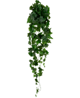 Le lierre artificiel vert de 105 cm a des feuilles vertes denses qui tombent, créant un effet de lierre luxuriant sur un fond blanc uni.