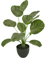 Le Calathea artificiel vert de 58 cm a de grandes feuilles vertes brillantes en forme de cœur sur de longues tiges et est présenté dans un simple pot rond noir sur fond blanc.