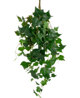 Les feuilles géantes de lierre artificiel de 100 cm ont des feuilles de lierre vert luxuriant avec des bords pointus et des vrilles sinueuses, magnifiquement présentées sur un fond blanc uni.