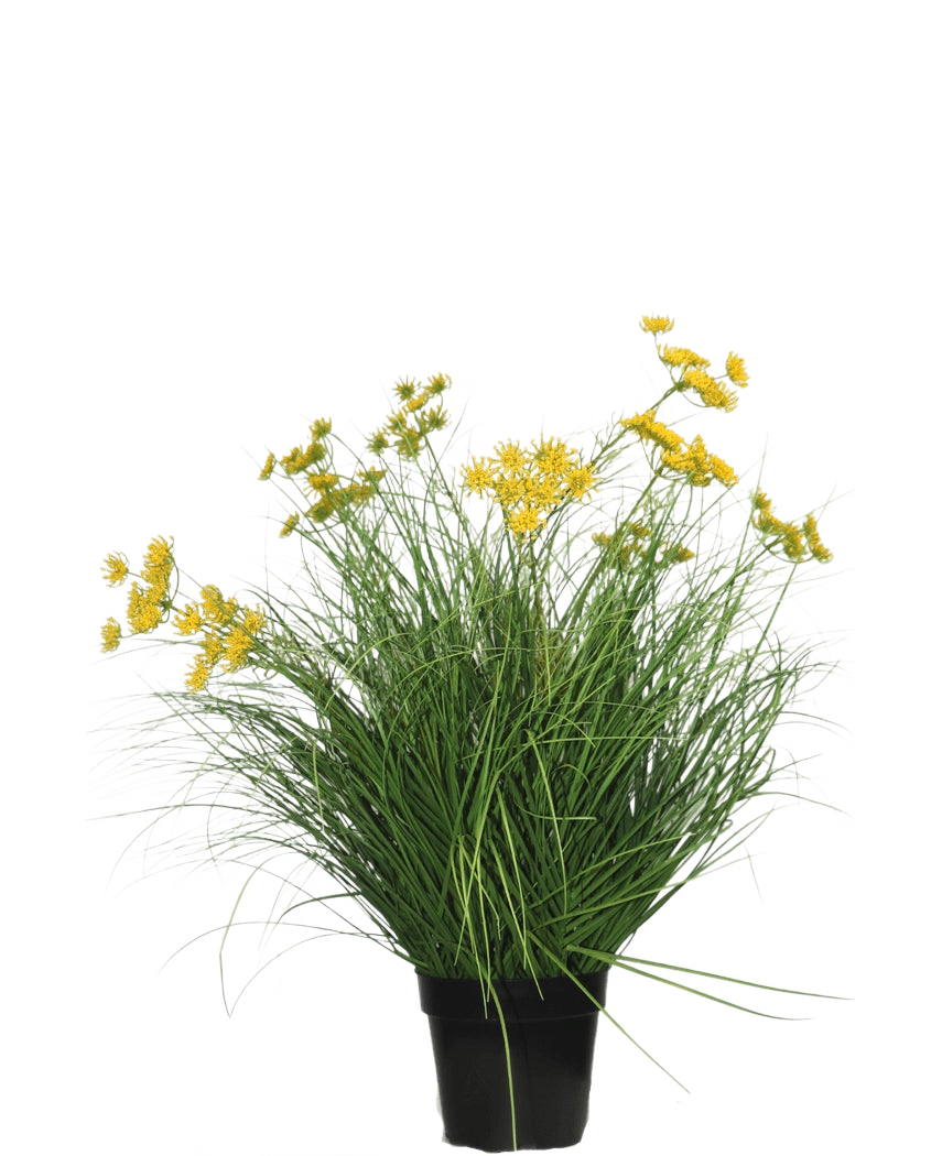 Le gazon artificiel Asteraceae 70 cm ignifuge a de longues et fines feuilles vertes et des bouquets de petites fleurs jaunes dans un pot noir, ce qui en fait un gazon artificiel facile d'entretien sur un fond blanc uni.
