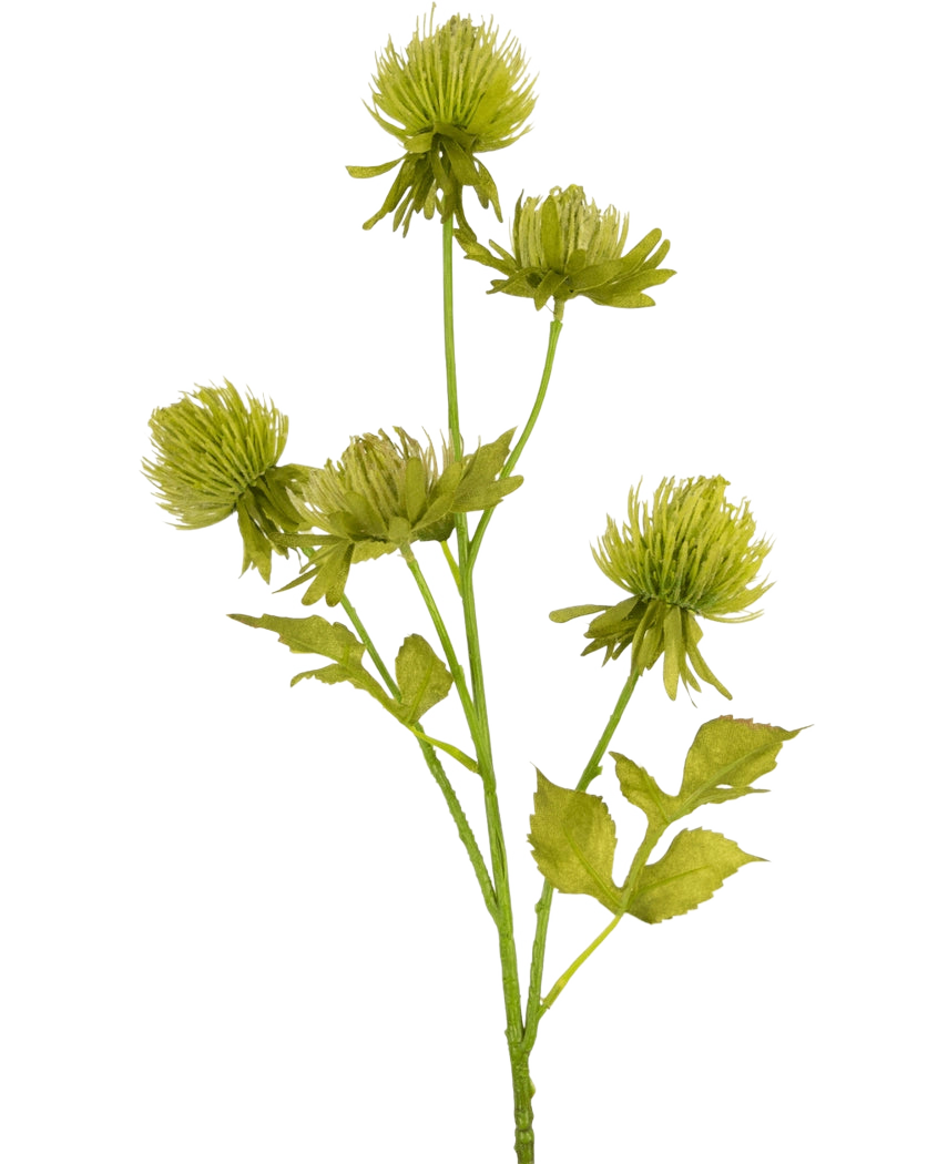 Le chardon artificiel de 66 cm vert a cinq fleurs vertes rondes et vaporeuses et un certain nombre de feuilles dentelées sur une tige artificielle, sur un fond blanc uni.