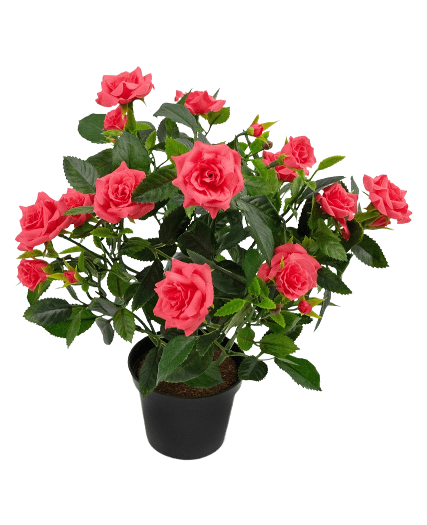 La plante artificielle Mini Rose UV 35 cm a un pot noir rempli d'une rose artificielle luxuriante avec plusieurs roses roses en fleurs et des feuilles vertes sur un fond blanc.