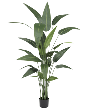 La plante artificielle Heliconia 160 cm a des feuilles vertes hautes et minces sur plusieurs tiges dans un petit pot noir, ce qui la rend idéale pour apporter la beauté luxuriante des grandes plantes artificielles dans n'importe quelle pièce.