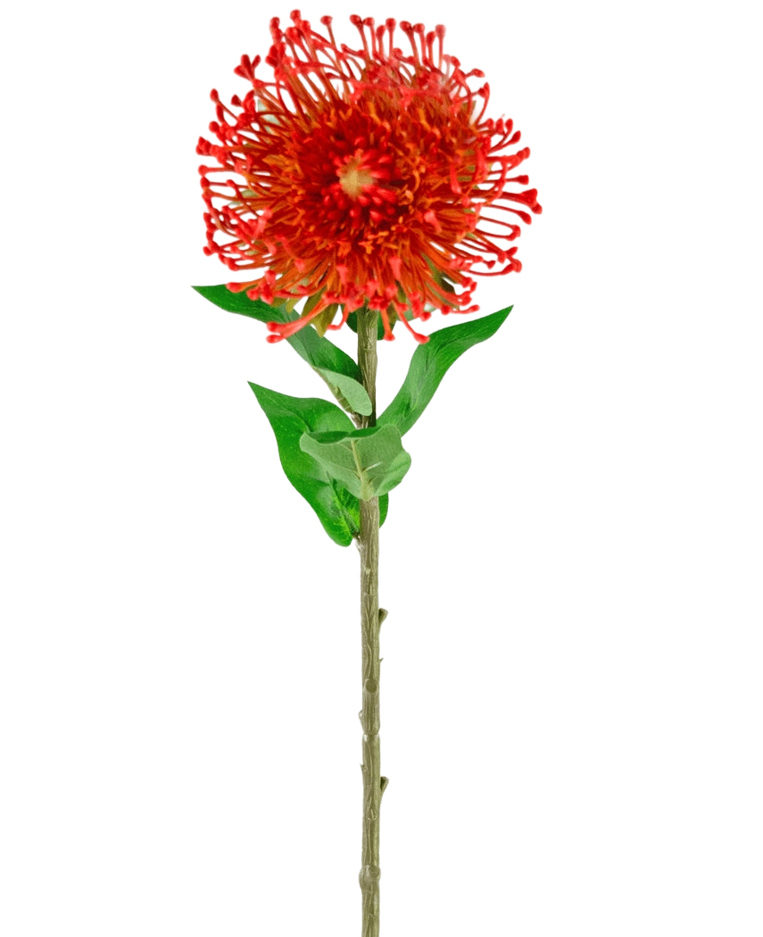 La fleur artificielle Protea 73 cm rouge a des pétales rouges vifs, des feuilles vertes et une longue tige mince, ce qui en fait une fleur artificielle saisissante qui ajoute une beauté durable à n'importe quel espace.