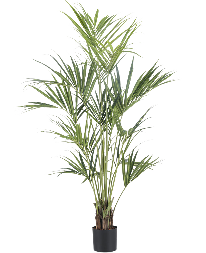 La Plante Artificielle Kentia Palm 190 cm ignifuge possède de longues feuilles vertes fines et plusieurs tiges fines dans un simple pot noir, sur un fond uni blanc.