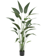 Plante artificielle Heliconia 180 cm avec de longues feuilles vertes minces dans un pot noir sur fond blanc - un choix élégant pour ceux qui achètent des plantes artificielles ou souhaitent ajouter des plantes artificielles réalistes à l'intérieur.