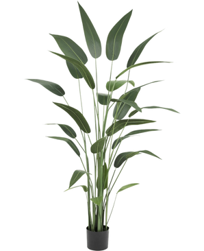 Plante artificielle Heliconia 180 cm avec de longues feuilles vertes minces dans un pot noir sur fond blanc - un choix élégant pour ceux qui achètent des plantes artificielles ou souhaitent ajouter des plantes artificielles réalistes à l'intérieur.