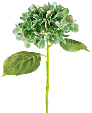 L'hortensia artificiel Deluxe 33 cm vert foncé a un seul hortensia vert à longue tige avec deux grandes feuilles et une grappe de pétales rondes, sur un fond blanc uni.
