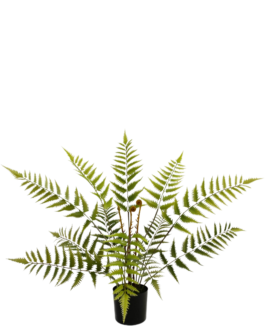 La plante de fougère artificielle de 68 cm a de longues feuilles de fougère vert clair et est présentée dans un pot noir compact, présenté ici sur un fond blanc uni.