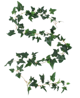 La guirlande de lierre Kunst Boston vert 180 cm UV possède une longue vrille de lierre avec des feuilles vertes à cinq lobes et de fines tiges en forme de S fluide sur un fond blanc.