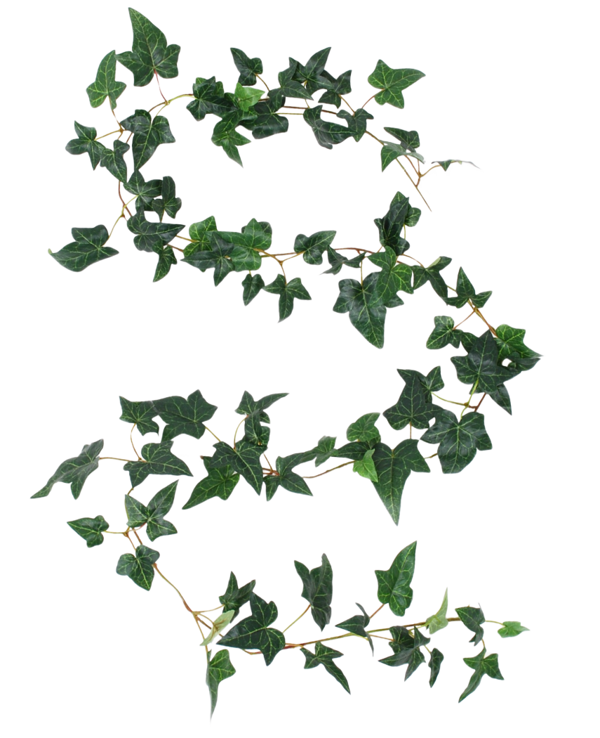 La guirlande de lierre Kunst Boston vert 180 cm UV possède une longue vrille de lierre avec des feuilles vertes à cinq lobes et de fines tiges en forme de S fluide sur un fond blanc.