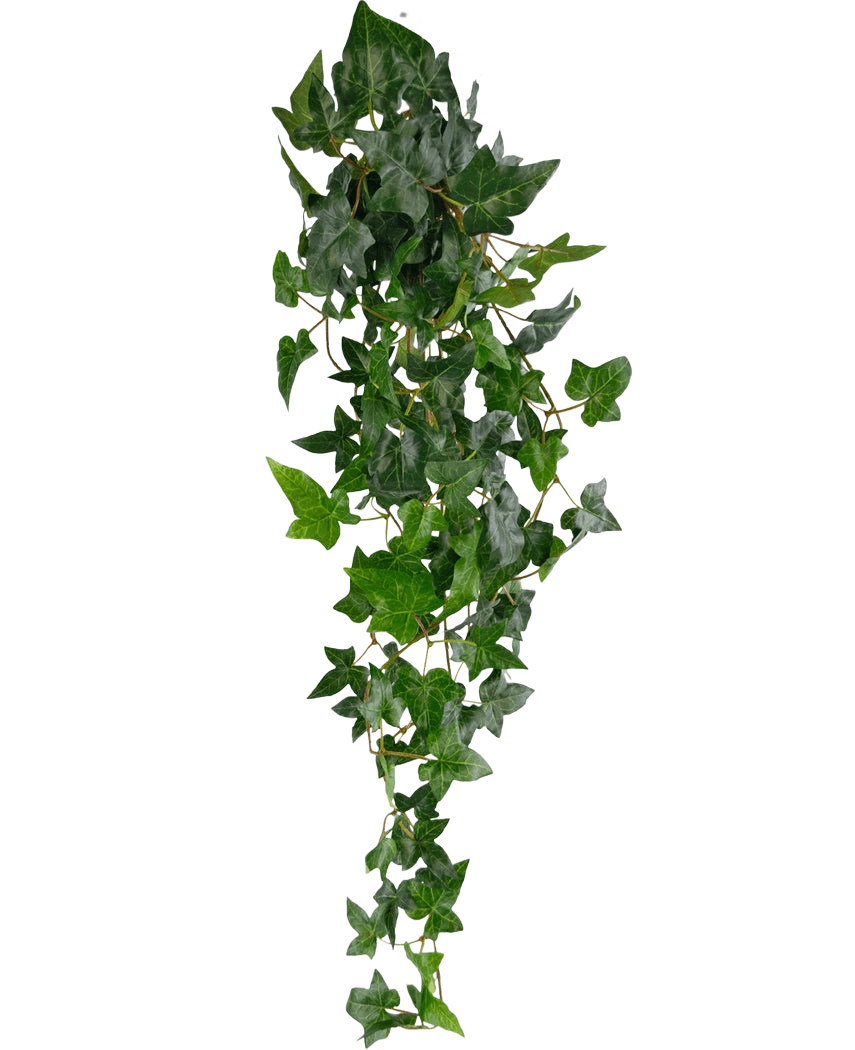 La plante artificielle suspendue Lierre Boston 100 cm vert a des feuilles pointues vertes luxuriantes sur de longues et fines tiges, créant un effet de lierre traînant réaliste sur un fond blanc uni.