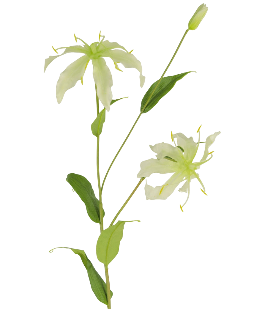 La fleur artificielle Gloriosa 81 cm blanche a une tige verte avec des feuilles longues et minces et deux fleurs vert clair ressemblant à des araignées avec des pétales étroits et enroulés, des étamines jaunes et un bourgeon fermé au sommet pour un attrait réaliste.