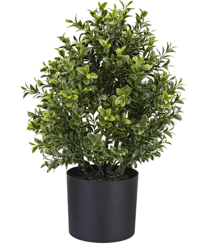 La Plante Artificielle Buis Style Romain UV 36 cm est une plante artificielle en pot compacte au feuillage vert dense, présentée dans une simple jardinière ronde noire sur un fond blanc uni.