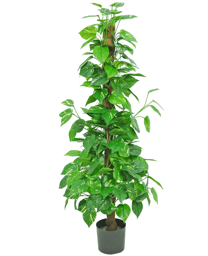 La Plante Artificielle Pothos 150 cm est une grande plante artificielle avec des feuilles vertes brillantes sur une tige centrale marron, dans un petit pot noir sur un fond blanc uni.
