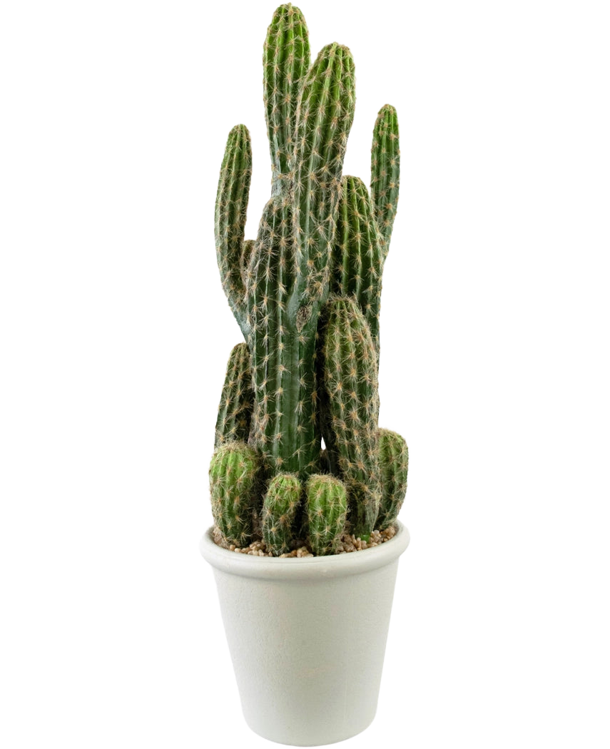 Le cactus artificiel de 62 cm a de hautes tiges vertes et dressées avec des épines et est présenté dans un pot blanc rempli de galets, sur un fond blanc uni.
