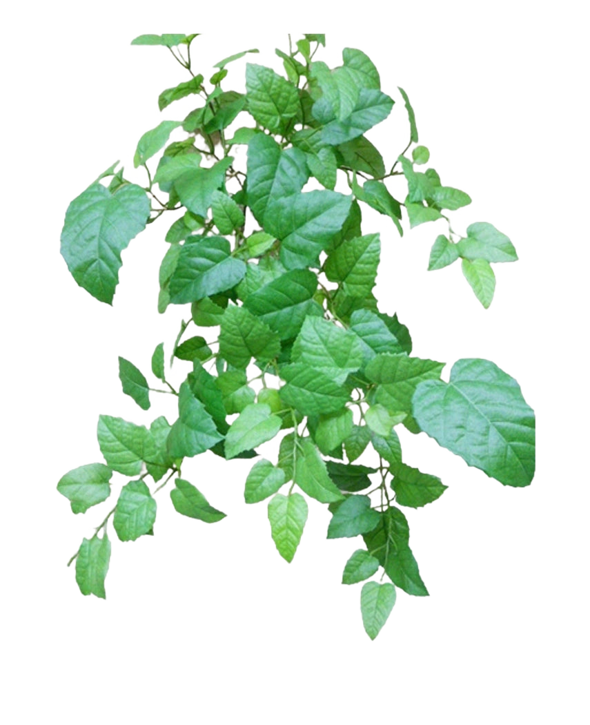 La vigne artificielle suspendue verte de 70 cm a des feuilles vertes avec des bords dentelés et des nervures visibles sur de fines tiges ramifiées, sur un fond blanc uni.