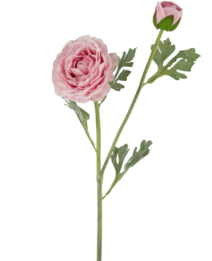 La Renoncule Artificielle Real Touch Rose 60 cm possède une tige unique avec une renoncule rose entièrement épanouie et un bourgeon fermé, accentué par des feuilles vertes profondément lobées, le tout sur un fond blanc.