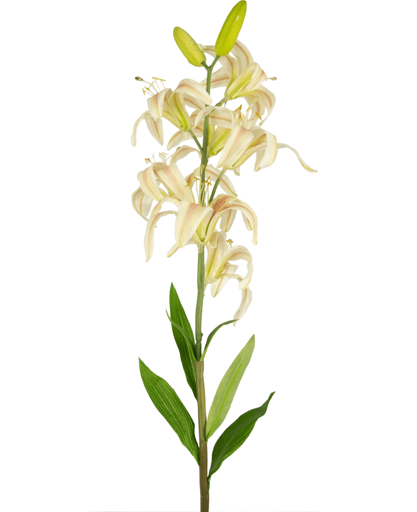 Une seule grande fleur artificielle de lys Martagon de 78 cm rose avec des fleurs de lys roses et des feuilles vertes sur un fond blanc uni ; certaines fleurs sont ouvertes tandis que deux boutons au sommet restent fermés.