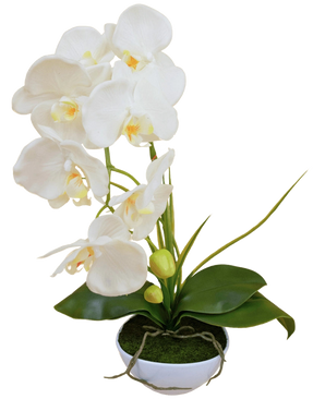 L'Orchidée Artificielle 50 cm blanche en pot présente plusieurs fleurs blanches et feuilles vertes, dans un pot blanc rempli de mousse sur un fond uni.